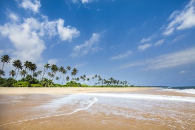 Tropik plajın güzel manzarası, Sri Lanka