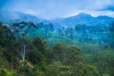 Sri lanka, Asya, Güzel taze yeşil çay tarlası