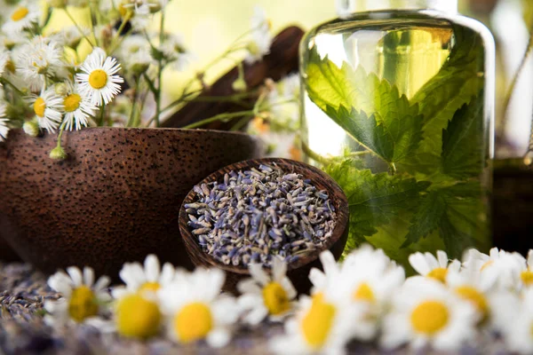 Assorted Natural Medical Herbs Mortar — Stock Photo, Image