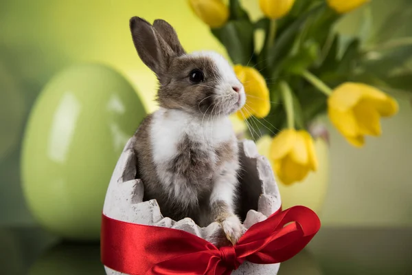 Vår Baby Kanin Glad Påsk Bakgrund — Stockfoto