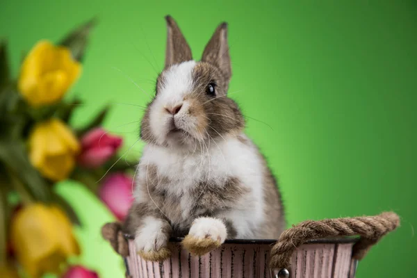 Primavera Bebé Conejito Feliz Pascua Fondo —  Fotos de Stock