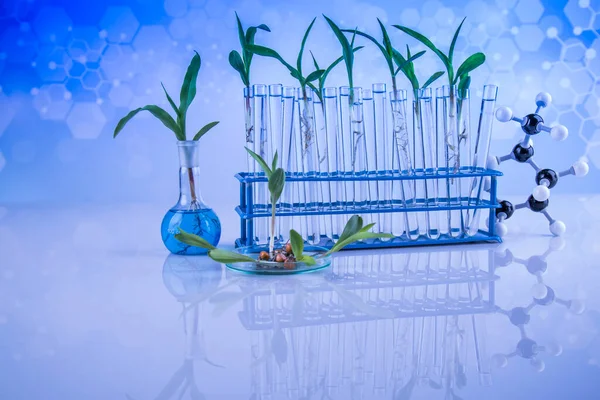 Pflanzenlabor Experimentelle Chemische Gläser — Stockfoto
