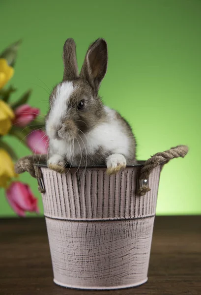 Lapin Bébé Printemps Fond Pâques Heureux — Photo