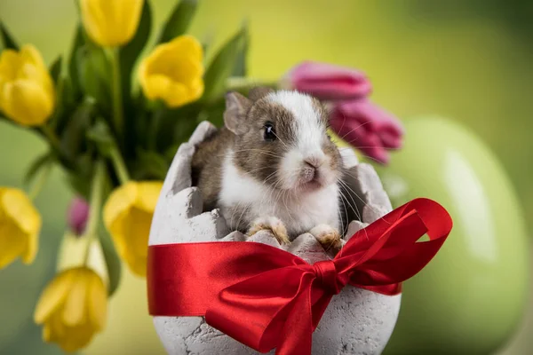 Baby Zajíček Vejce Velikonoční Pozadí — Stock fotografie