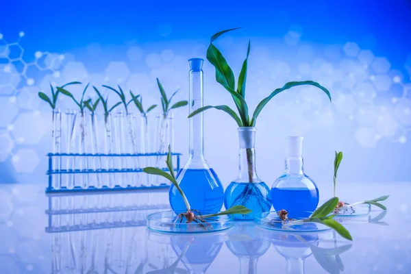 Wyroby Laboratoryjne Szkła Roślina Zmodyfikowana Genetycznie — Zdjęcie stockowe