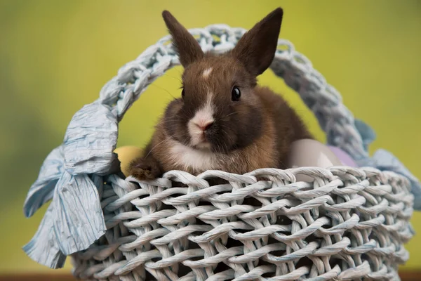 Conejos Bebé Una Cesta —  Fotos de Stock