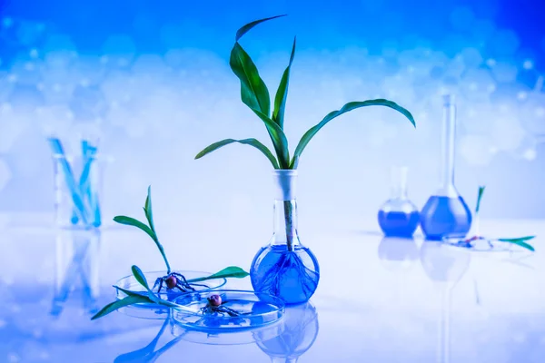 Conceito Biotecnologia Laboratório Plantas Experimental — Fotografia de Stock