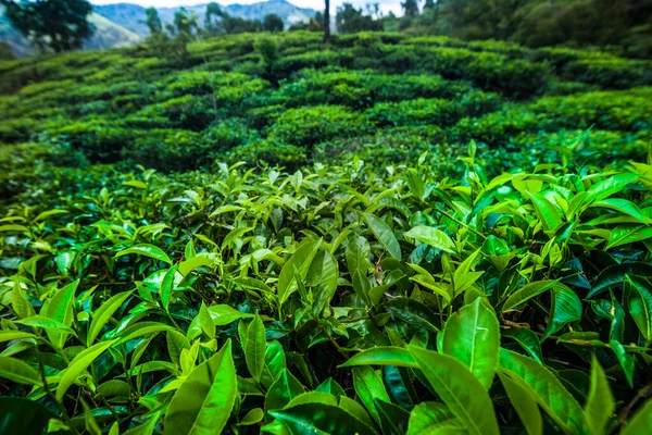 Полевой Чай Сри Ланка — стоковое фото