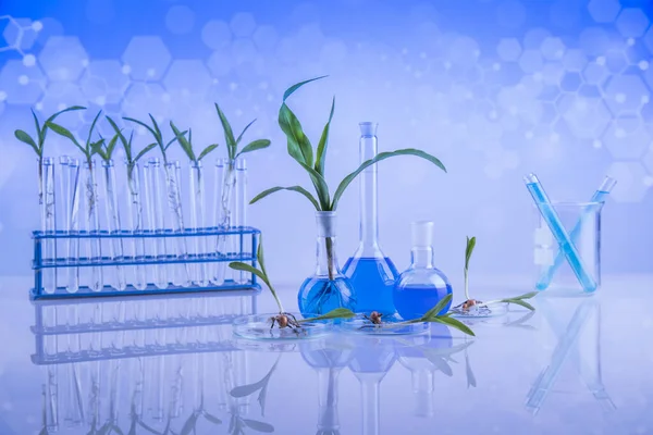 Plant Laboratory Experimental Chemical Glassware — Stock Photo, Image