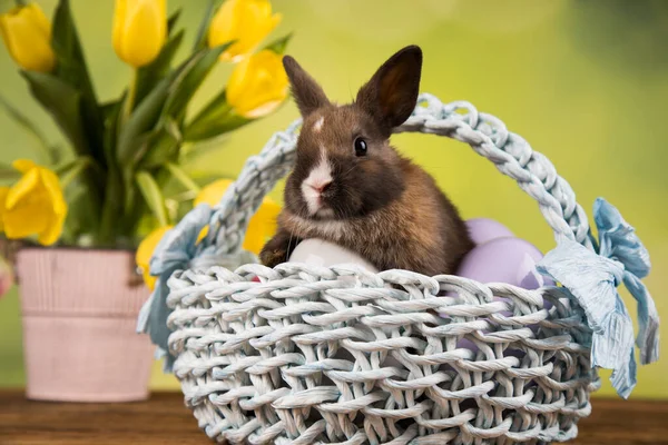 Conigli Piccoli Cesto — Foto Stock