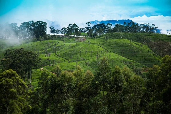 Sri Lanka Azja Piękna Plantacja Świeżej Zielonej Herbaty — Zdjęcie stockowe