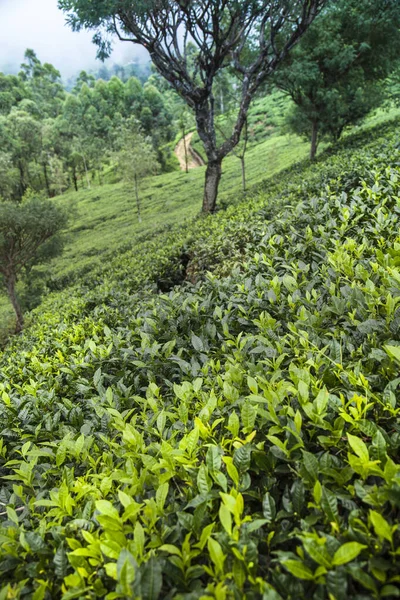 Plantação Chá Verde Fresco Sri Lanka — Fotografia de Stock