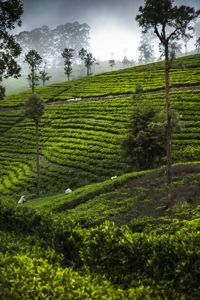 Σρι Λάνκα Ασία Όμορφο Φρέσκο Πράσινο Τσάι Φυτεία — Φωτογραφία Αρχείου