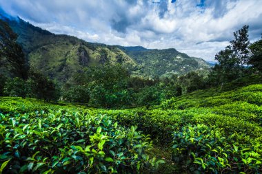 Sri Lanka 'daki taze yeşil çay çiftliği.