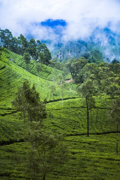 Sri Lanka Asia Hermosa Plantación Verde Fresco —  Fotos de Stock