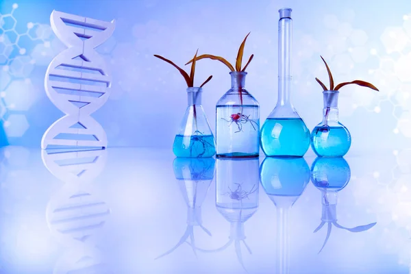 研究室用ガラス製品遺伝子組換え植物 — ストック写真