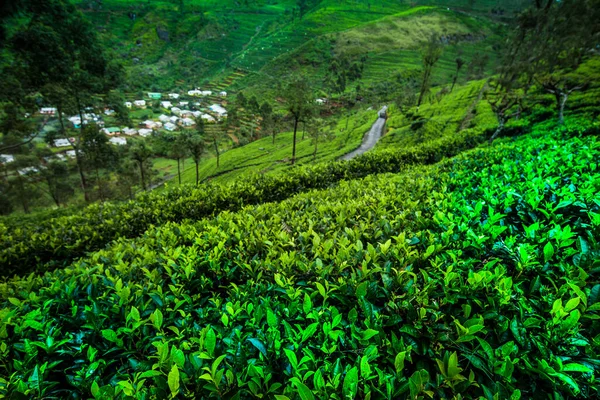 Azja Sri Lanka Piękna Plantacja Świeżej Zielonej Herbaty — Zdjęcie stockowe