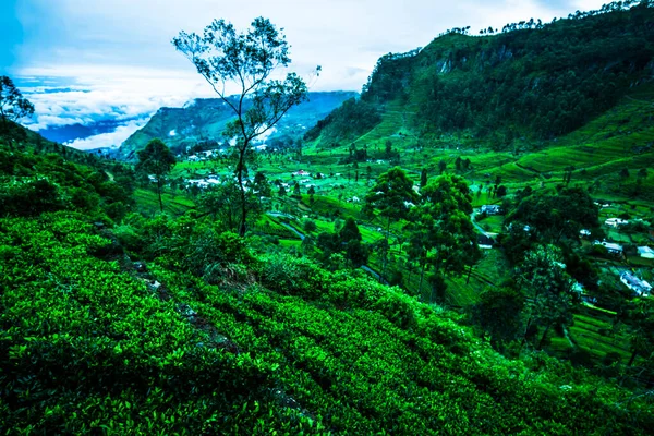 Azja Sri Lanka Piękna Plantacja Świeżej Zielonej Herbaty — Zdjęcie stockowe
