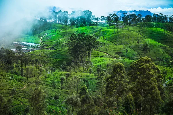アジア スリランカ 美しい新緑の茶畑 — ストック写真