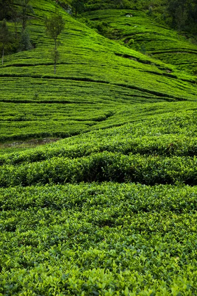 Szabadföldi Tea Ázsiai Sri Lanka — Stock Fotó