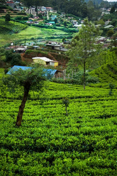 Campo Plantação Chá Verde — Fotografia de Stock