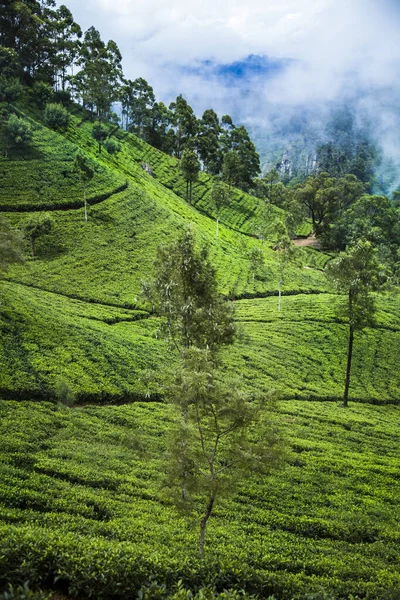 Ασία Σρι Λάνκα Όμορφη Φυτεία Φρέσκο Πράσινο Τσάι — Φωτογραφία Αρχείου