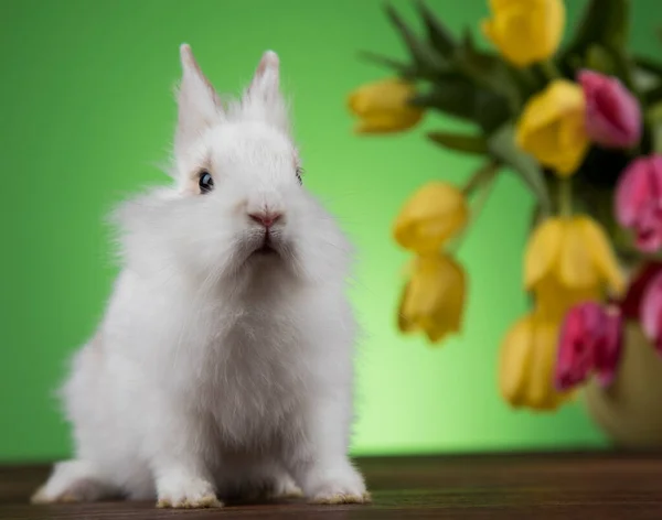 春の赤ちゃんウサギ 幸せなイースターの背景 — ストック写真