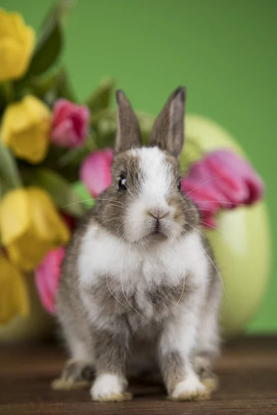 Œuf Petit Lapin Fond Pâques Heureux — Photo