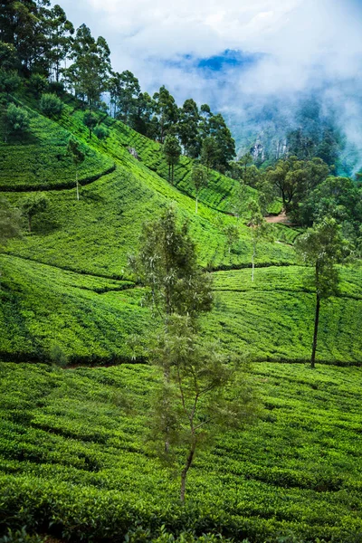 斯里兰卡A 美丽的绿茶种植园 图库图片