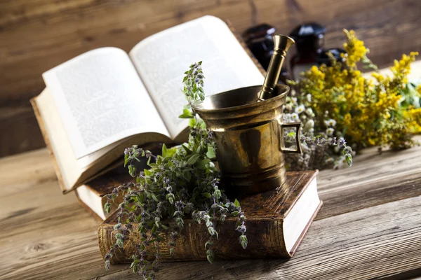 Fresh medicinal herbs — Stock Photo, Image