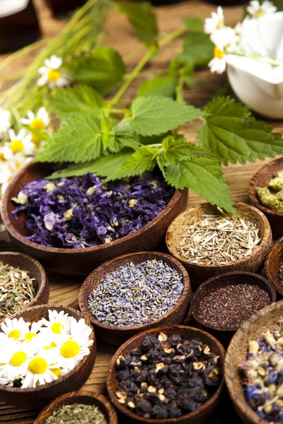 Fresh medicinal herbs — Stock Photo, Image