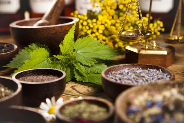 Färska medicinalväxter — Stockfoto