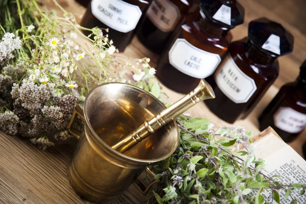 Fresh medicinal herbs — Stock Photo, Image