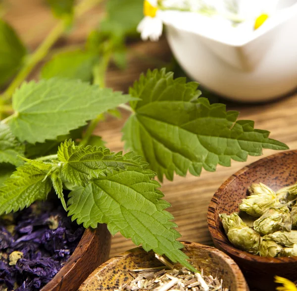 Medical herbs — Stock Photo, Image