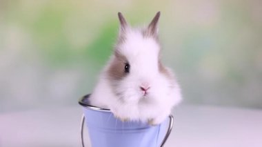 Kova içinde oturan bebeği tavşan