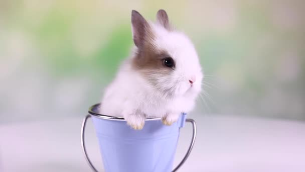 Kova içinde oturan bebeği tavşan — Stok video