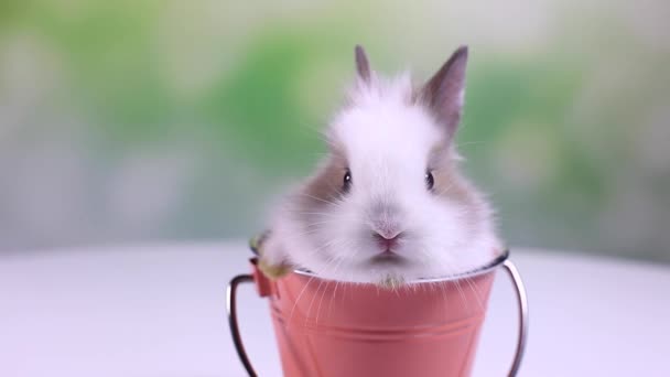 Baby królik siedział w wiaderku — Wideo stockowe