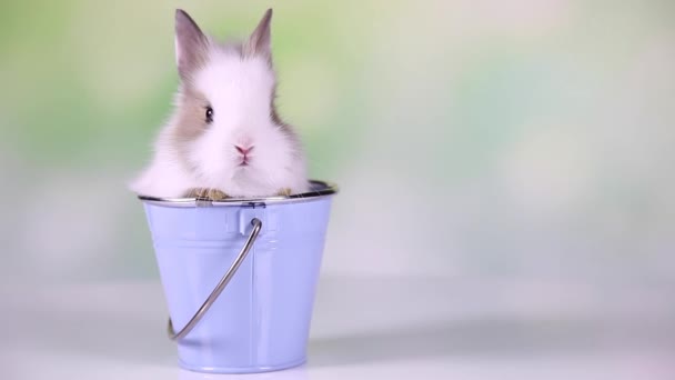 Baby Bunny sitting in bucket