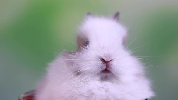 Mooie Baby Bunny — Stockvideo