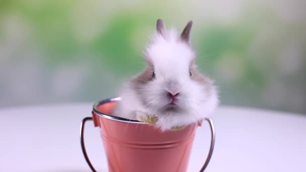 Baby Bunny assis dans un seau — Video