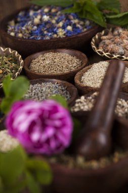 Çeşitli tıbbi tedavi edici otlar