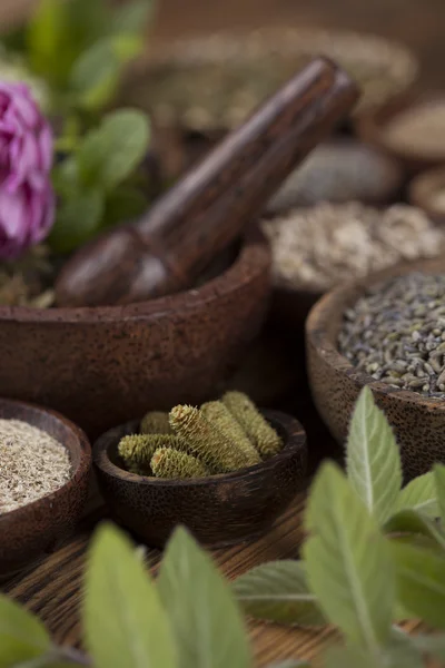 Herbes médicales naturelles assorties — Photo