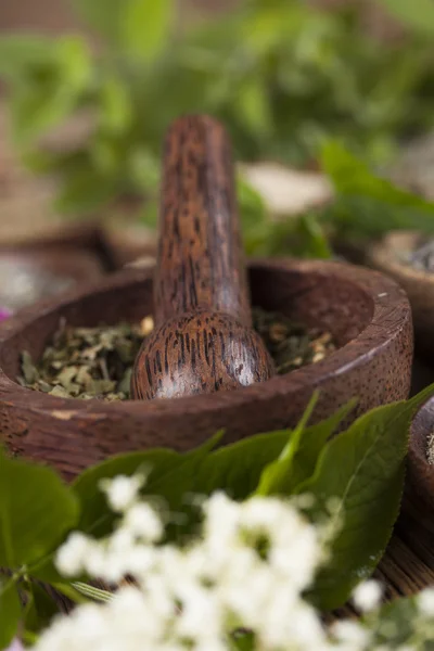 Diverse naturliga medicinska örter — Stockfoto