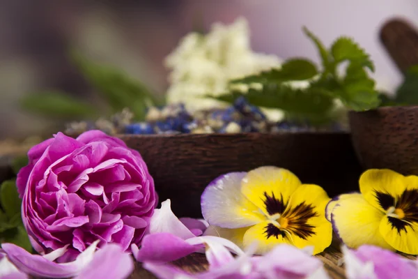 Assorted natural medical herbs — Stock Photo, Image