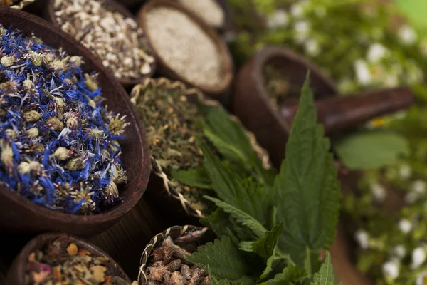 Surtido de hierbas medicinales naturales — Foto de Stock