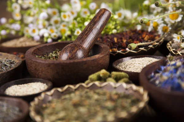 Verschiedene natürliche Heilkräuter — Stockfoto