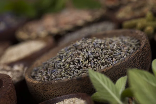 Assorted natural medical herbs — Stock Photo, Image