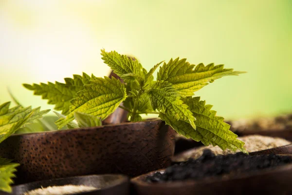 Herbes médicales naturelles assorties — Photo