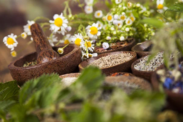 Assorted natural medical herbs — Stock Photo, Image