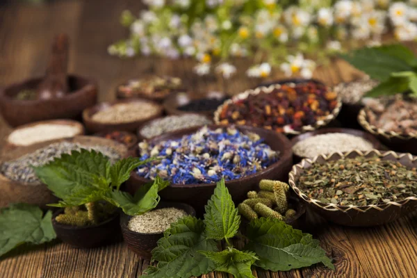 Surtido de hierbas medicinales naturales — Foto de Stock